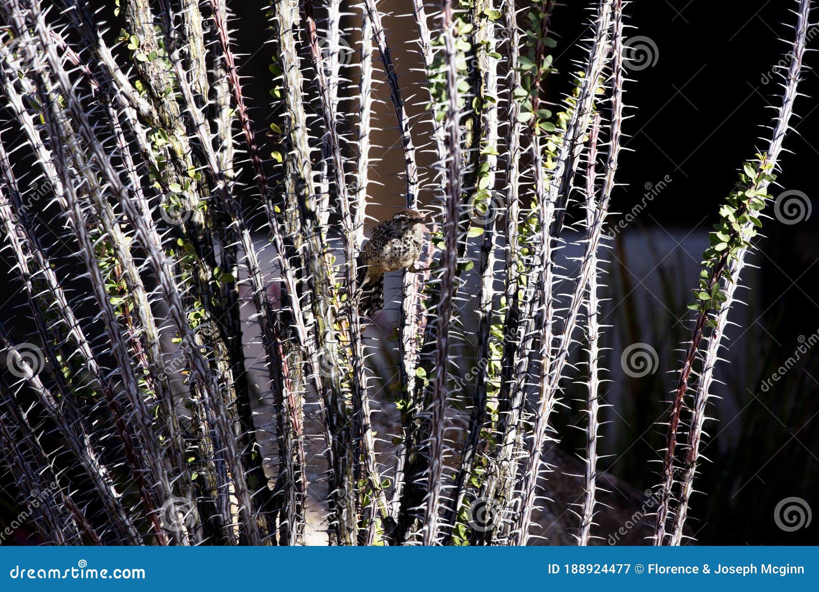 cactus wren hides in camouflage and protection of ocotillo thorns