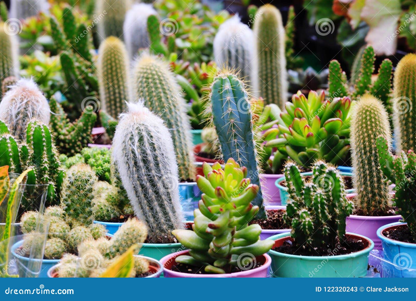 Suculentas Hábitat Natural Cactus Desierto Aire Libre: fotografía de stock  © serejkakovalev #203646786