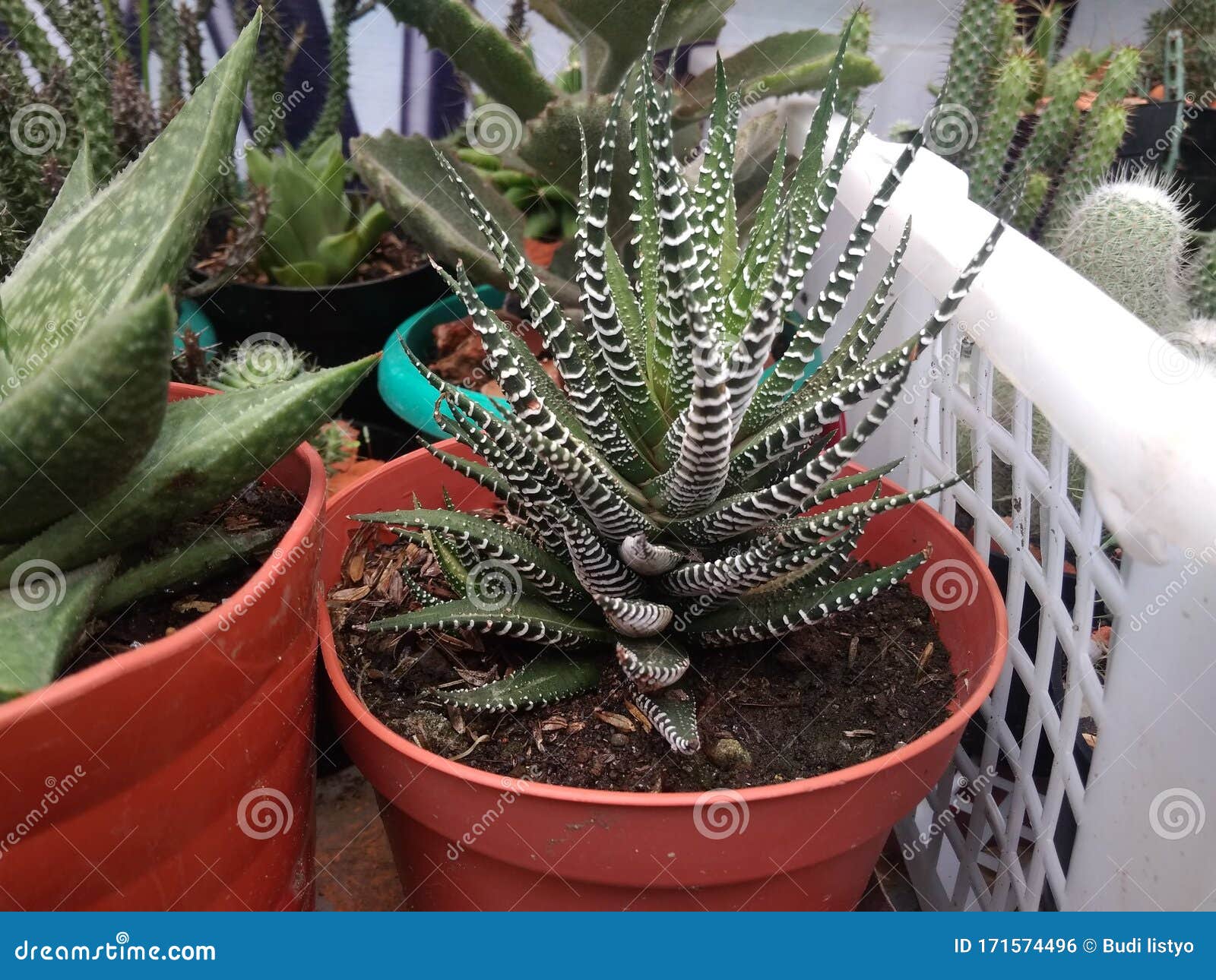 Cactus Zebra Plant stock photo. Image of plants, plant 171574496