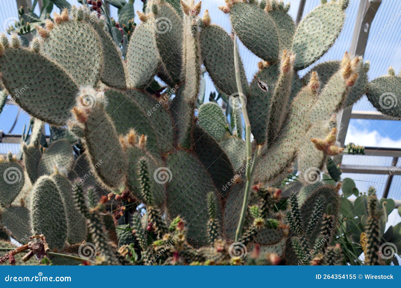 cactuses in the botanical garden of halle an der saale, saxony-anhalt, germany