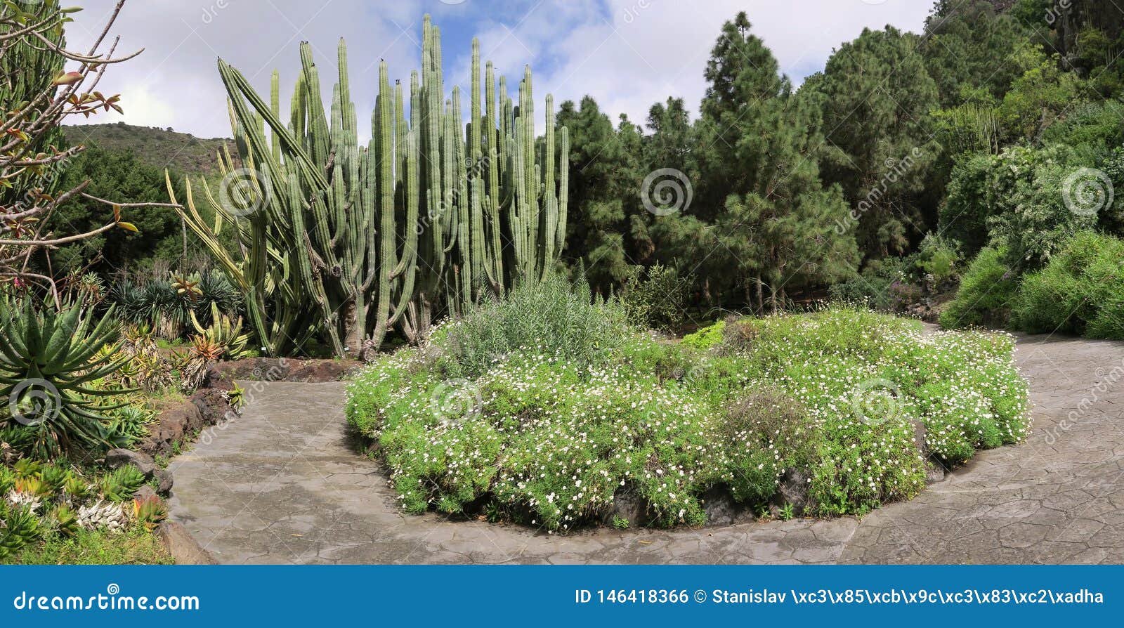 cactuses and trees in the botanical garden of jardÃÂ­n botÃÂ¡nico viera y clavijo in island of gran canaria