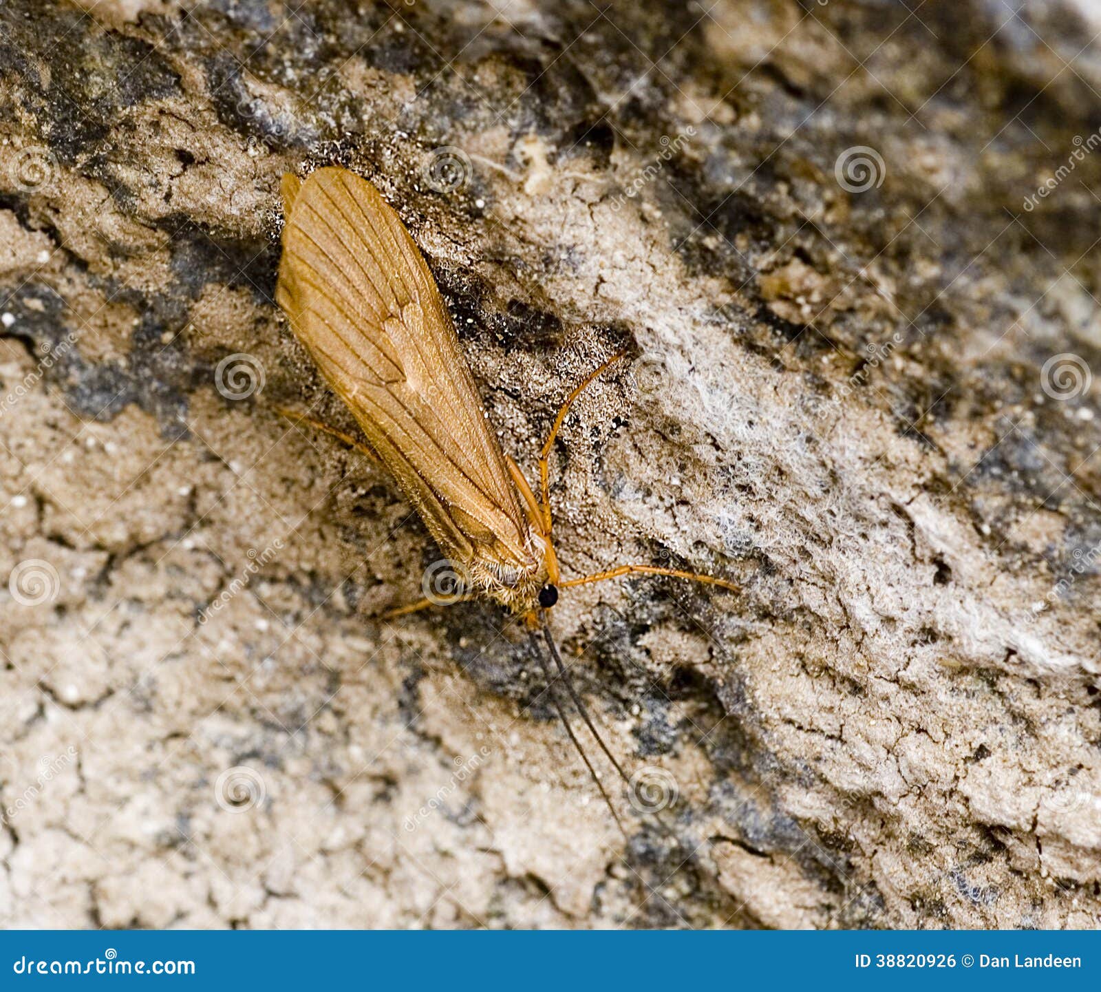 Caddis Fly stock photo. Image of fall, fishing, orange 38820926