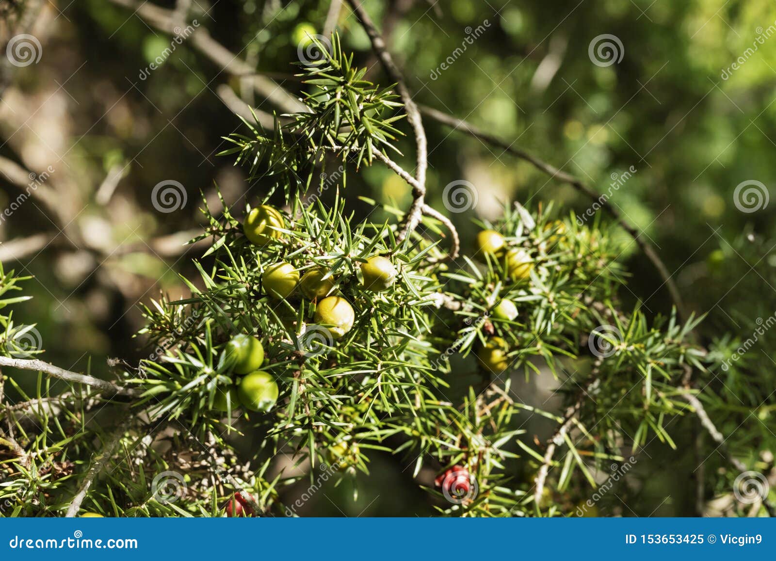cade juniper tree detail