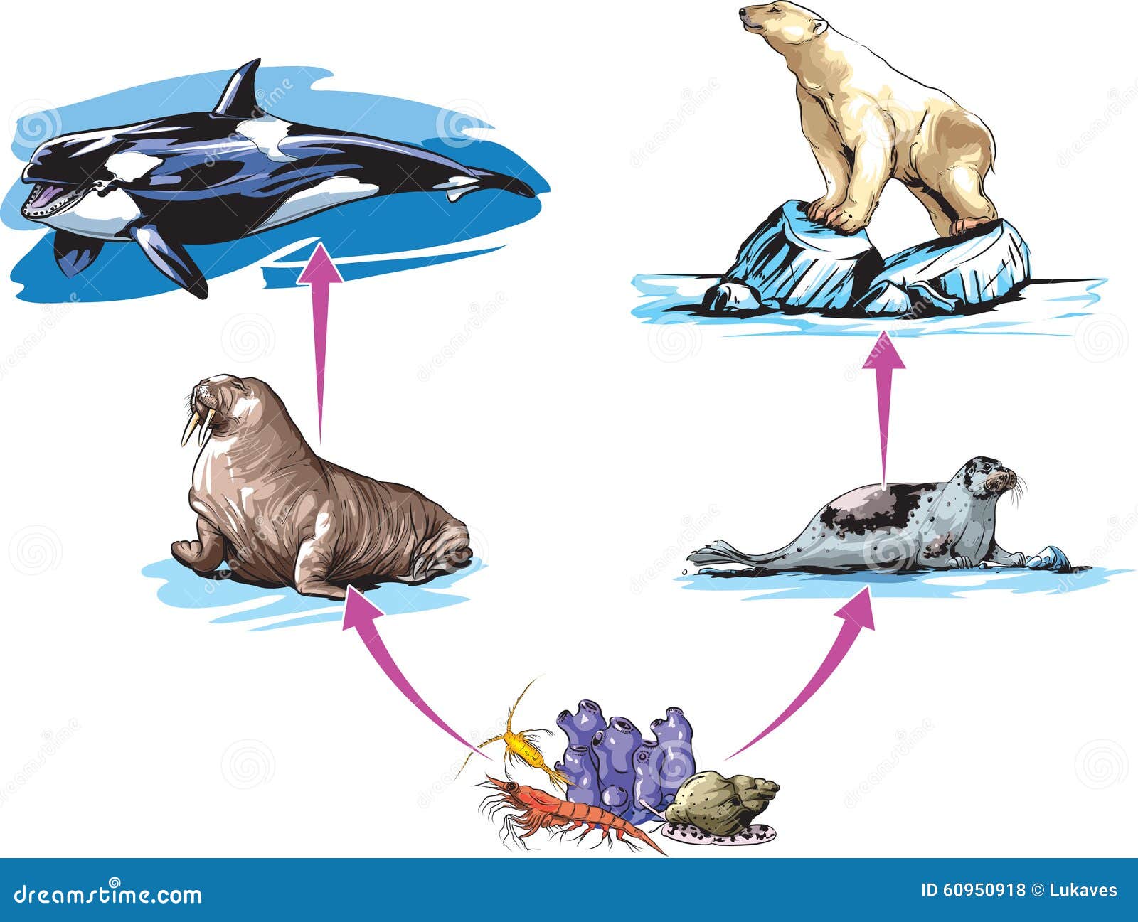 Resultado de imagen de ejemplos de cadenas troficas de oceanos