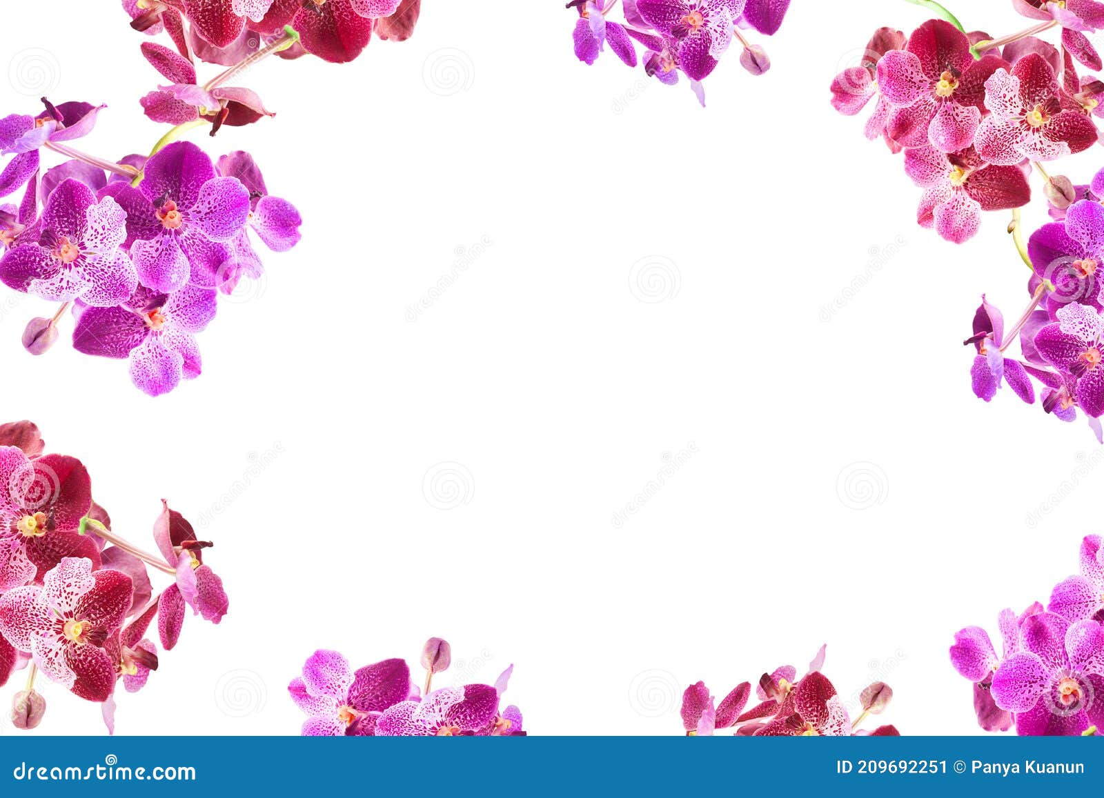 Cadre De Bordure De Fleurs D'orchidée Violette Avec Espace De Copie Blanche  Image stock - Image du lumineux, espace: 209692251