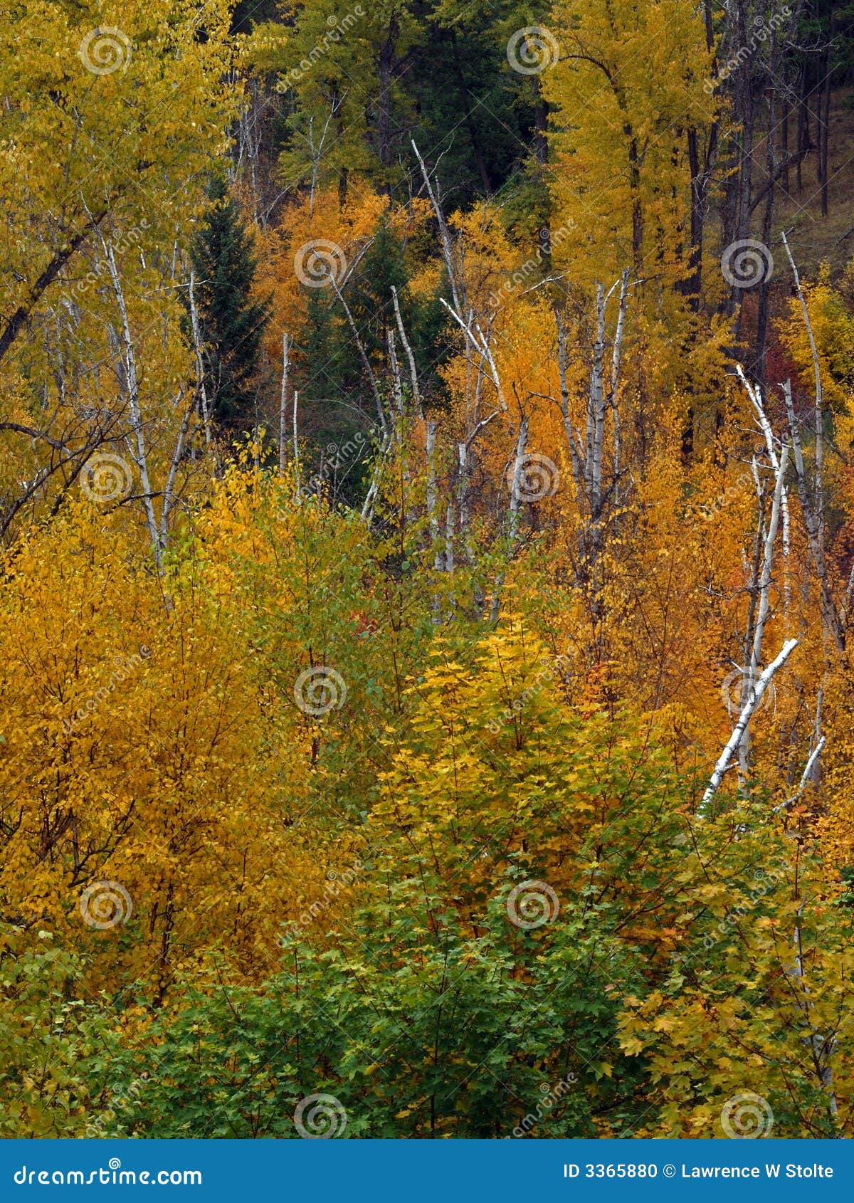 Caduta Foilage e betulle. Questa immagine dei colori di caduta con le betulle guasti miste dentro è stata contenuta nanowatt Montana.