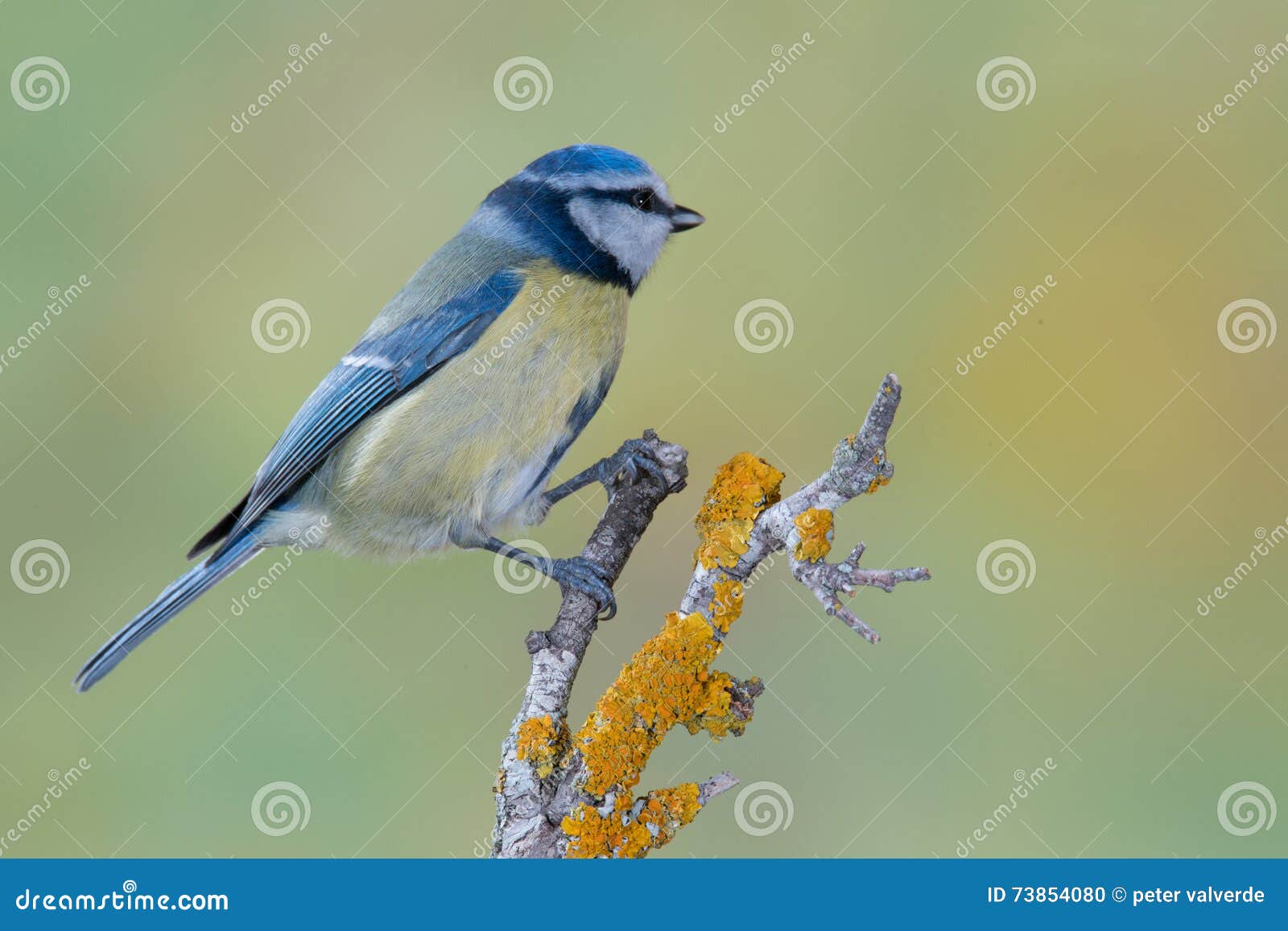 Caeruleus de Cyanistes do pássaro nos animais selvagens. Caeruleus de Cyanistes do pássaro na floresta