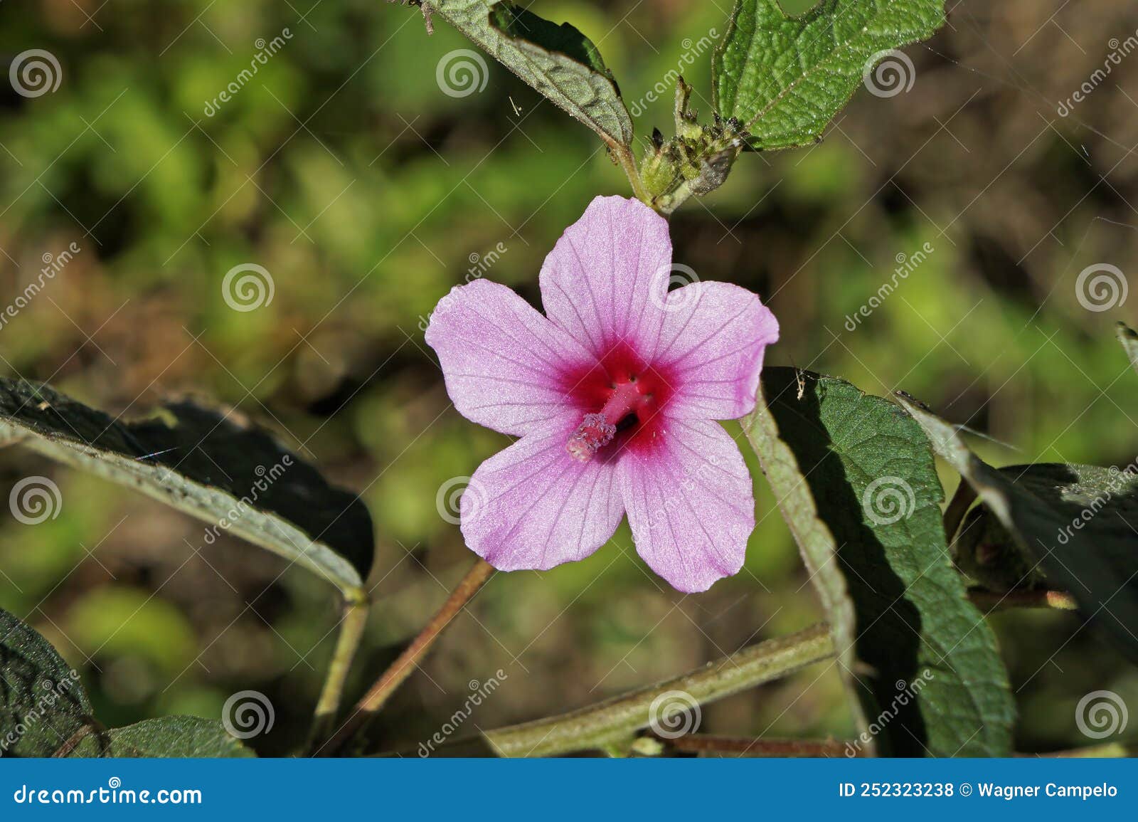 caesarweed or congo jute flower, urena lobata, on tropical forest