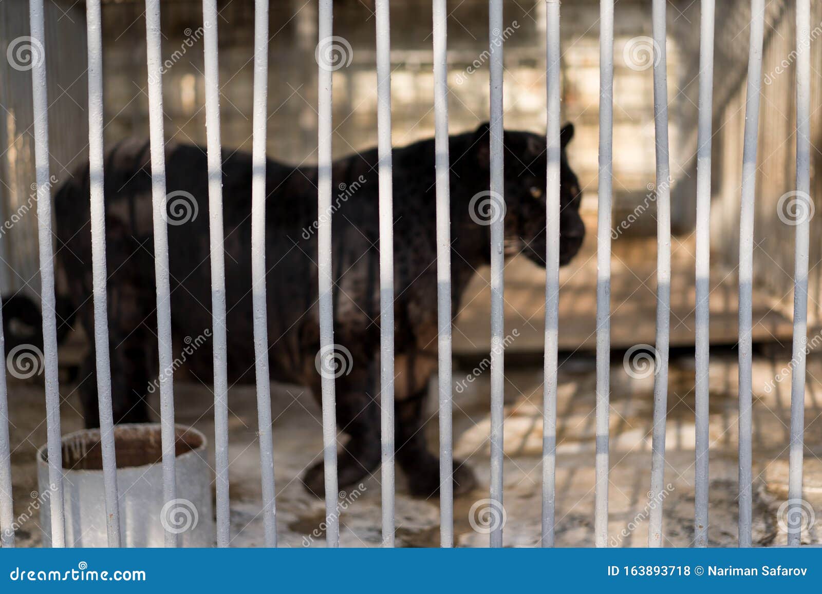 Cage with an animal inside stock photo. Image of domestic 163893718