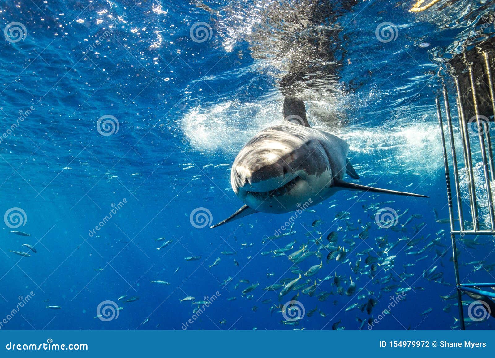 Great White Shark Diving in Mexico Stock Photo Image of animal