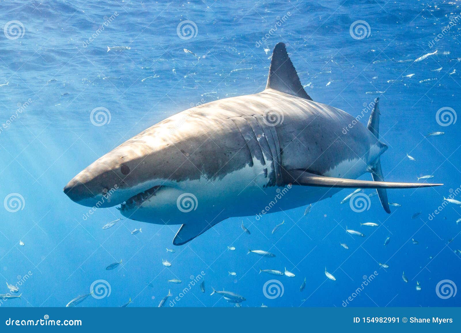 Great White Shark Diving in Mexico Stock Image - Image of swimming