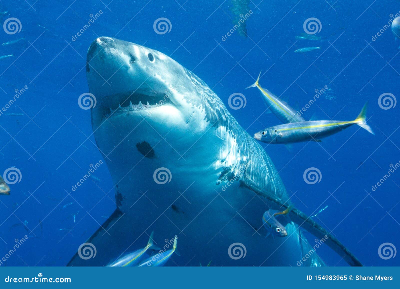 Great White Shark Diving in Mexico Stock Image - Image of shark, swim