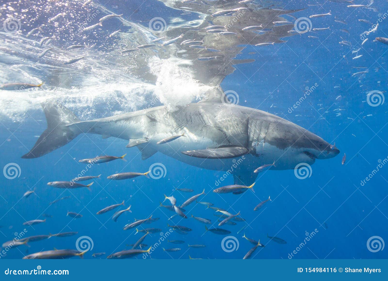 Great White Shark Diving in Mexico Stock Photo - Image of sharks, canon