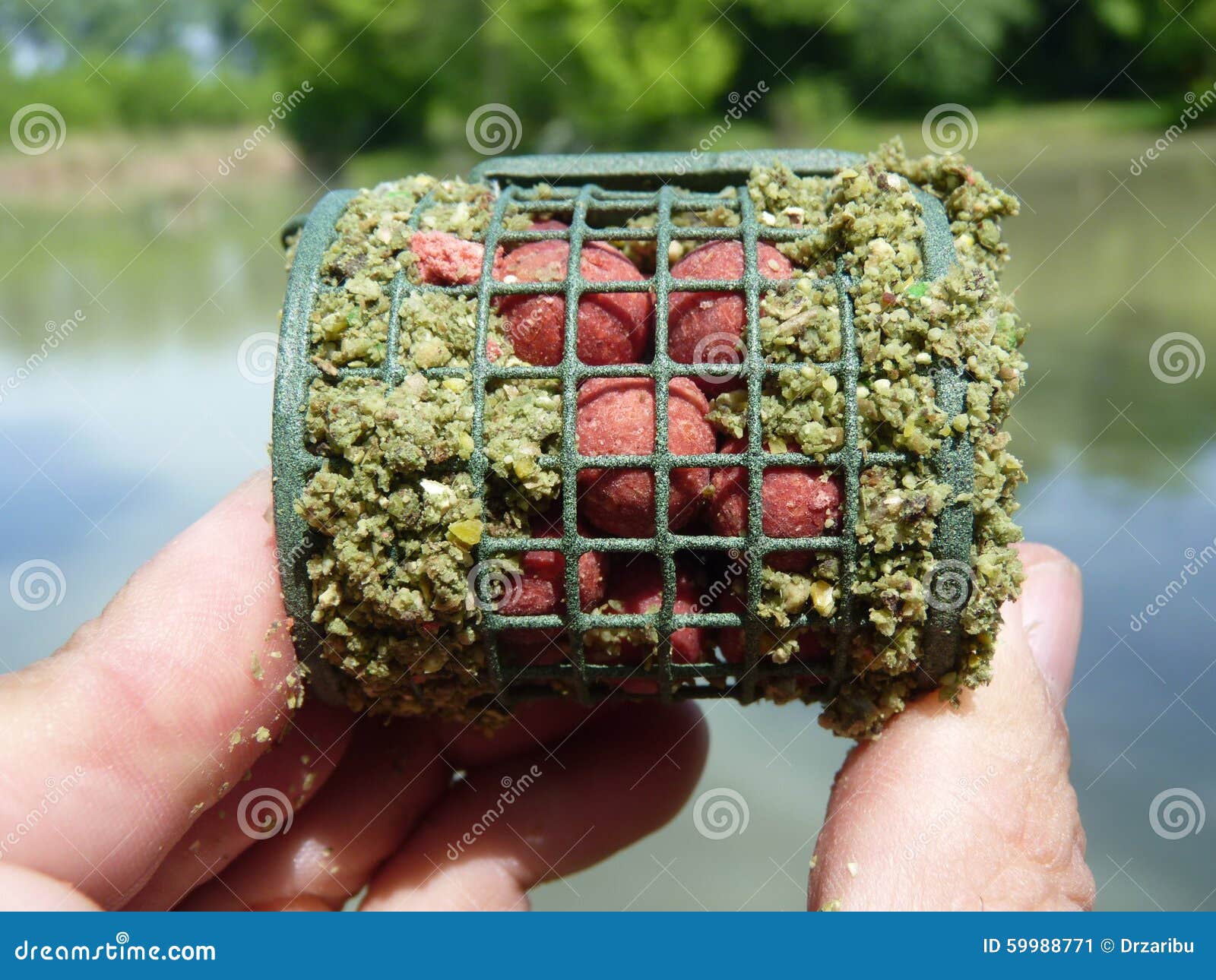 Cage feeder stock image. Image of corn, angling, considered - 59988771