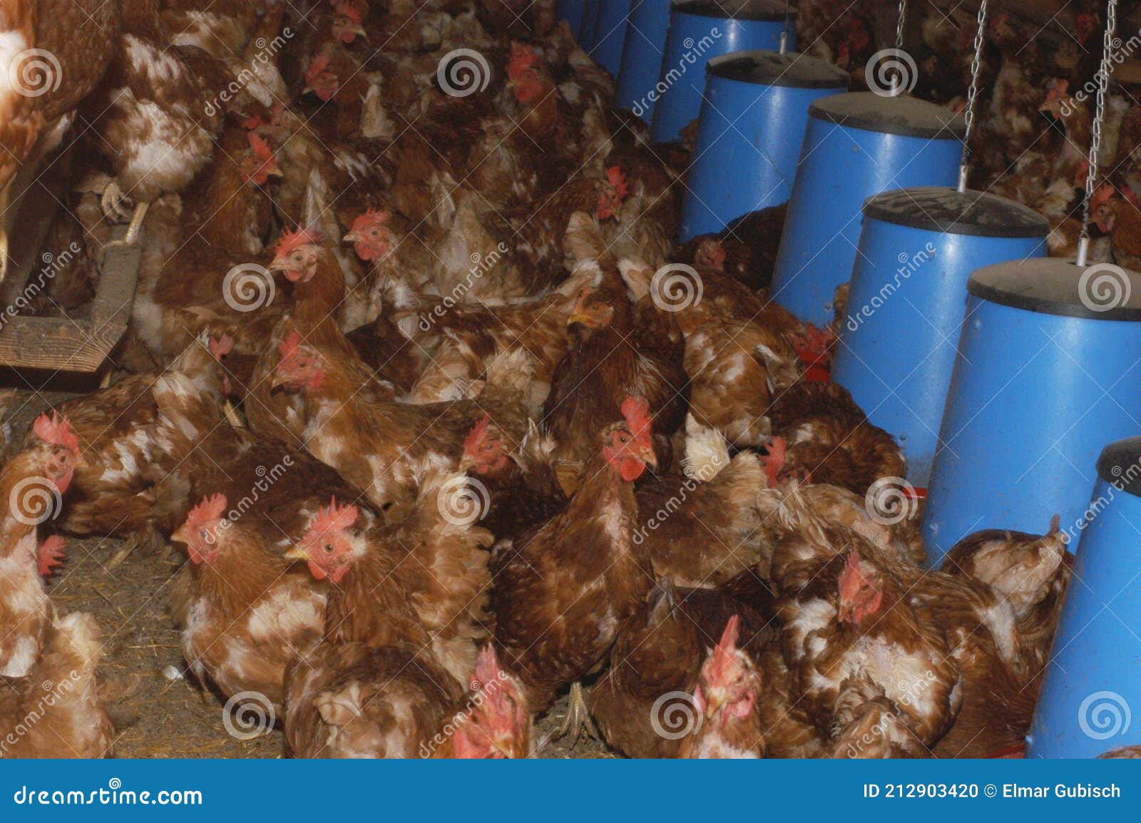 Cage Free or Free Range Chicken Stock Photo Image of subsidies