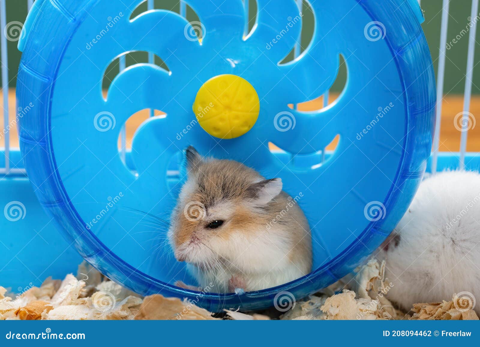 Cleaning Hamster Cage Stock Photos Free & RoyaltyFree Stock Photos