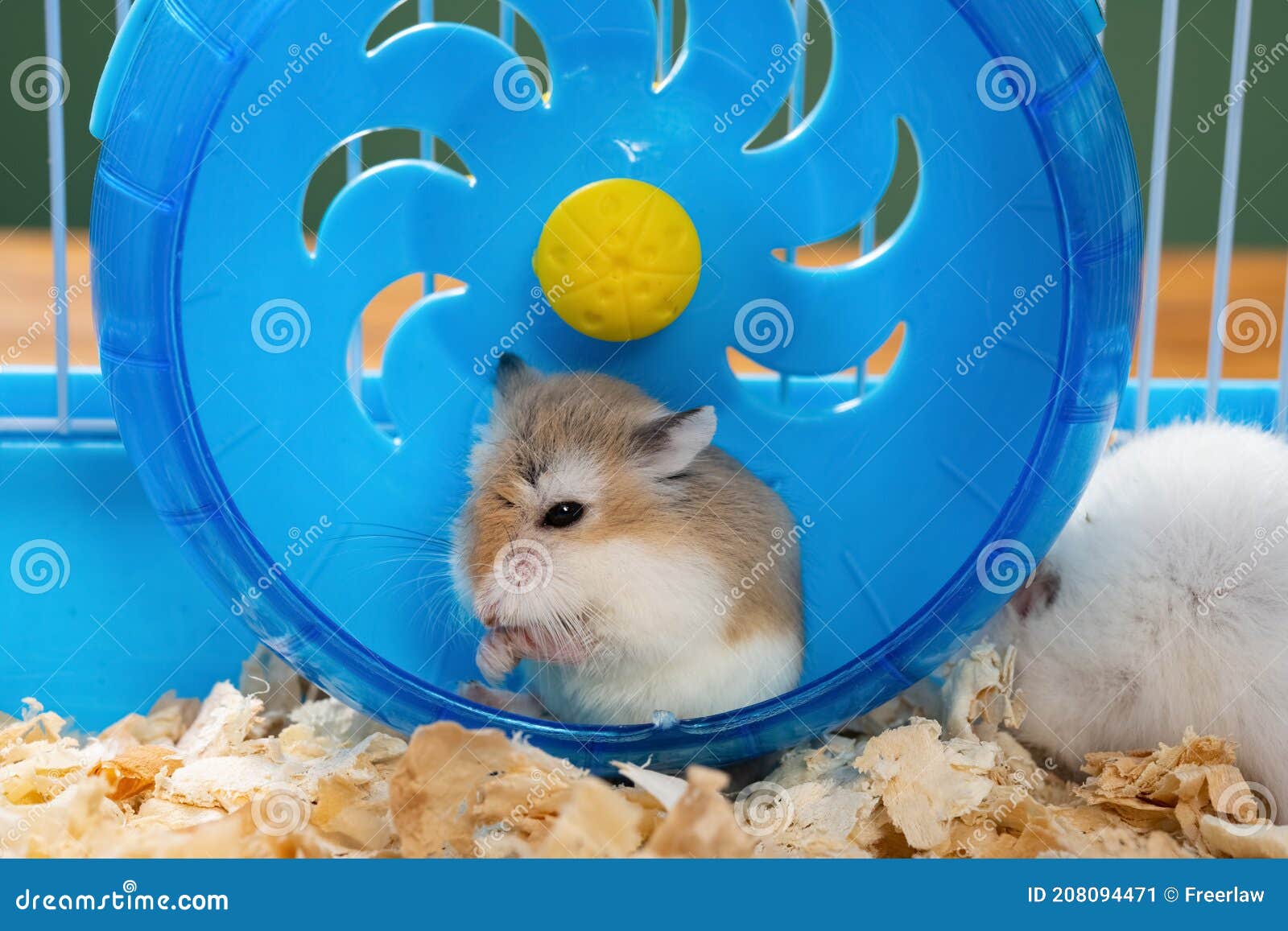 cleaning hamster