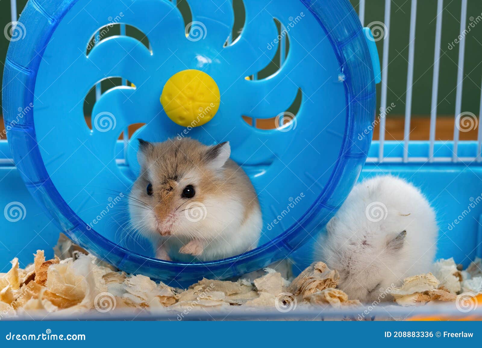 A Cage with Two Small Hamsters Stock Photo Image of curious, adorable