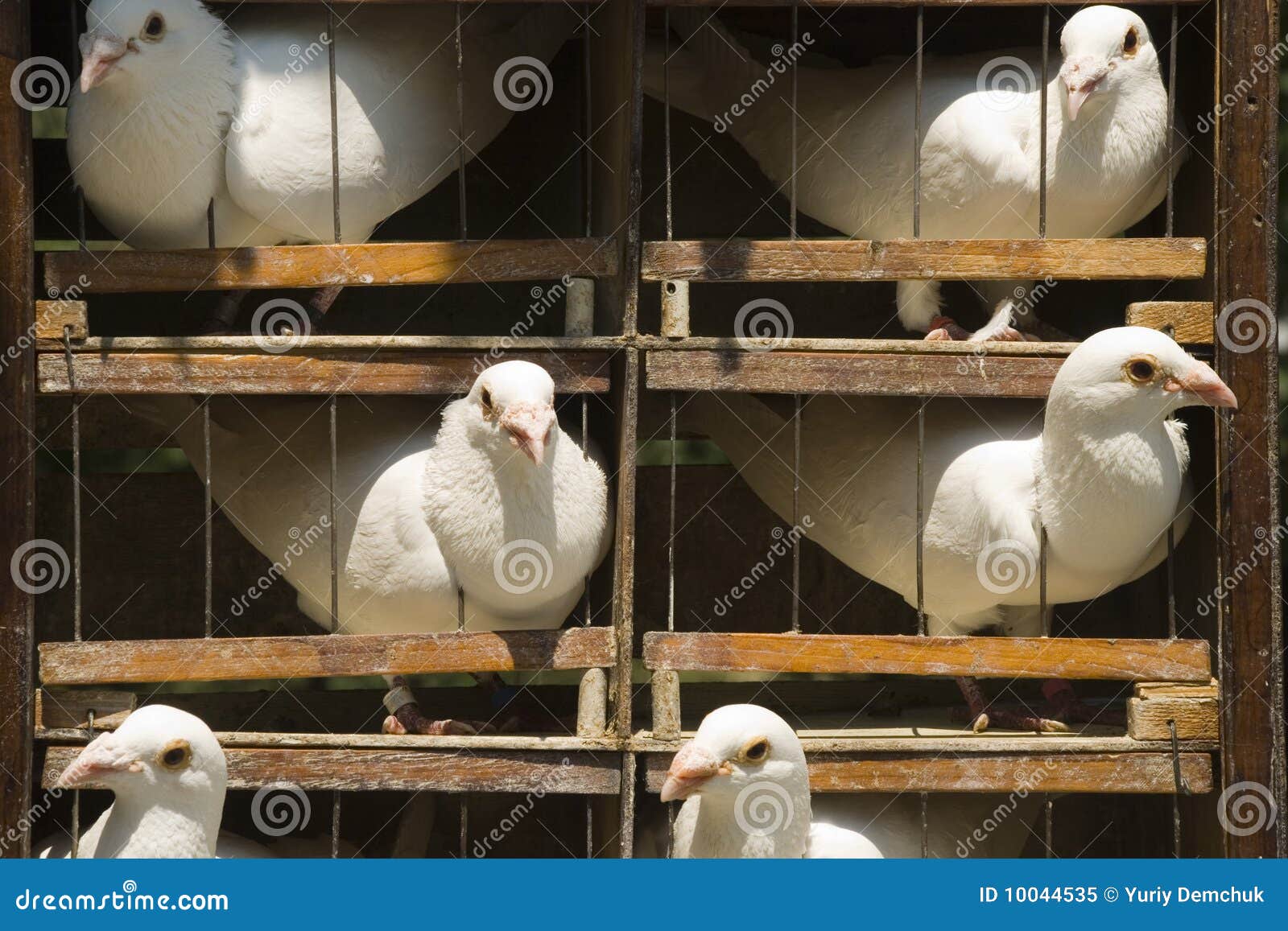 Cage with white pigeons stock image. Image of feather 10044535