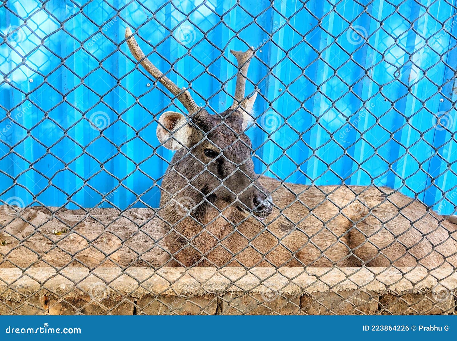 Caged animal of nature stock photo. Image of nature 223864226