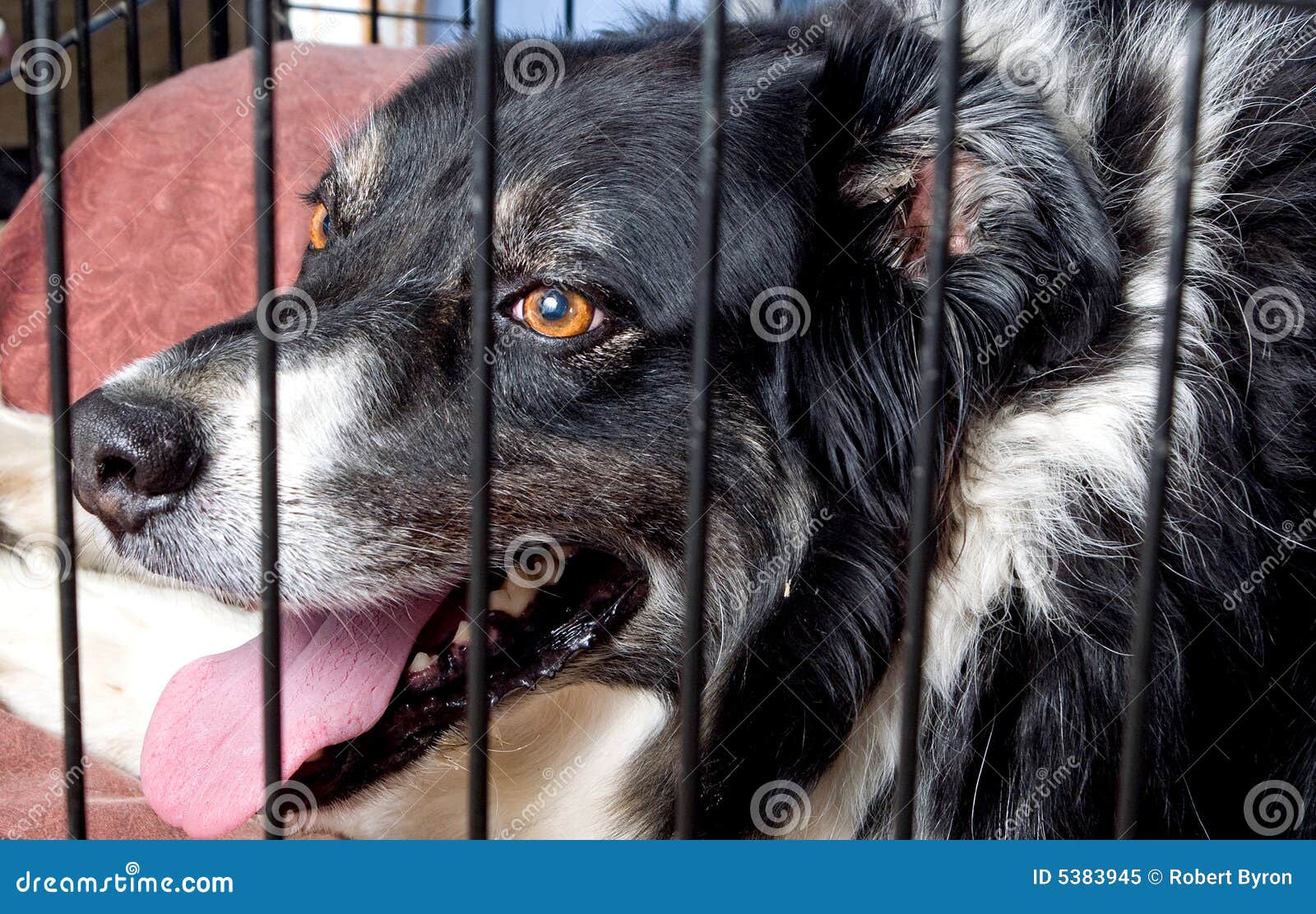 Caged Border Collie stock image. Image of champion, collie 5383945