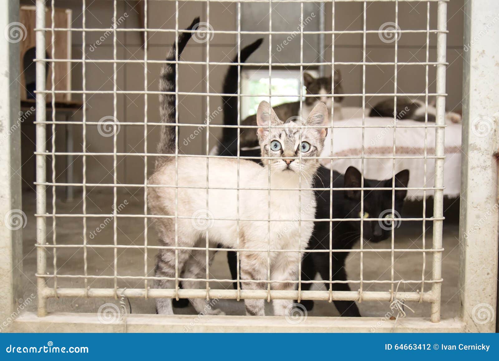Caged cats in a pound stock photo. Image of healthy, concept 64663412