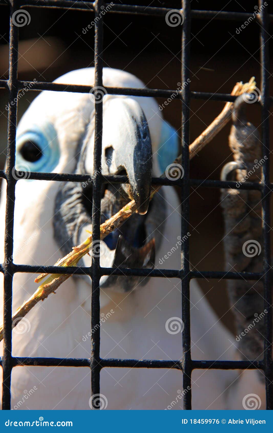 Caged Cockatoo stock photo. Image of crested, coloured 18459976