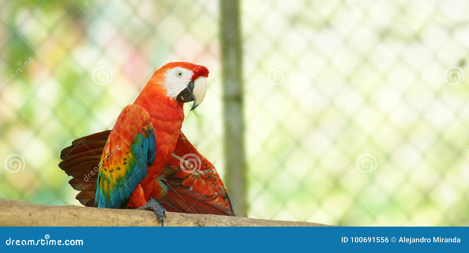caged macaw on a branch in ecuadorian amazon. common names: guacamayo or papagayo