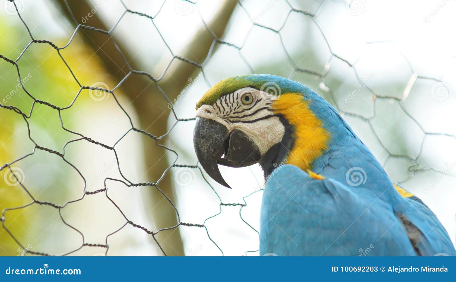 caged macaw in ecuadorian amazon. common names: guacamayo or papagayo