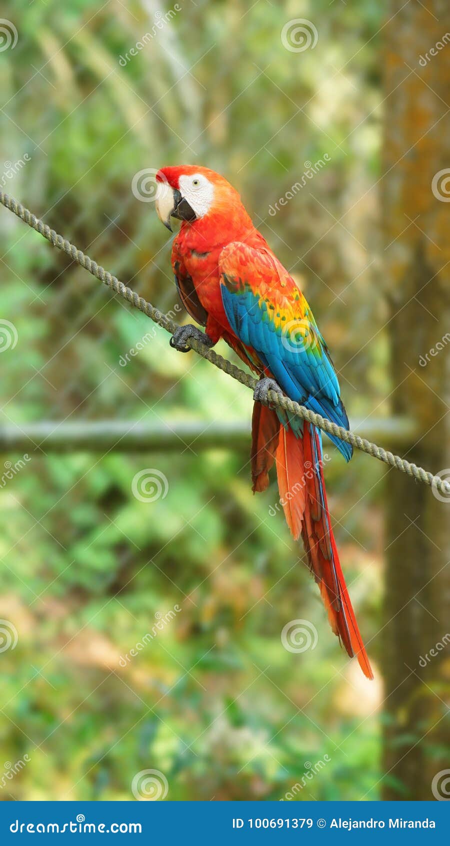 caged macaw on a rope in ecuadorian amazon. common names: guacamayo or papagayo