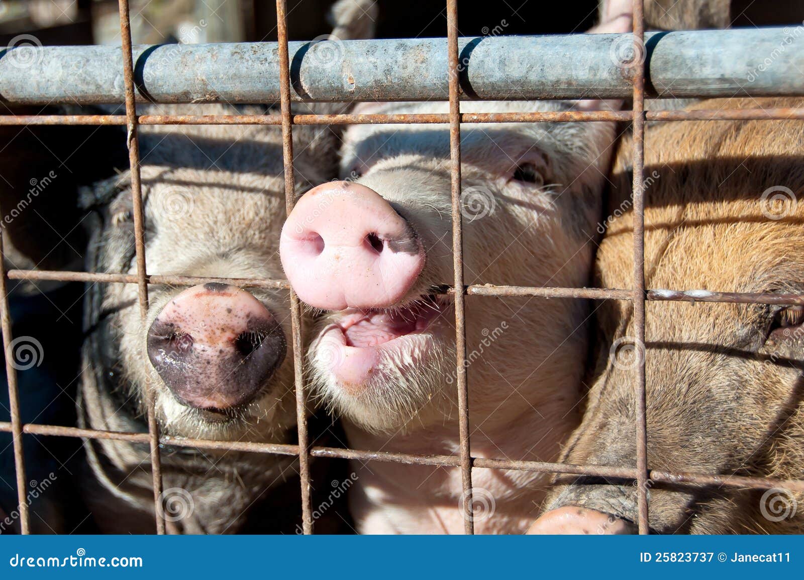 Caged pigs stock image. Image of fence, snouts, boar 25823737