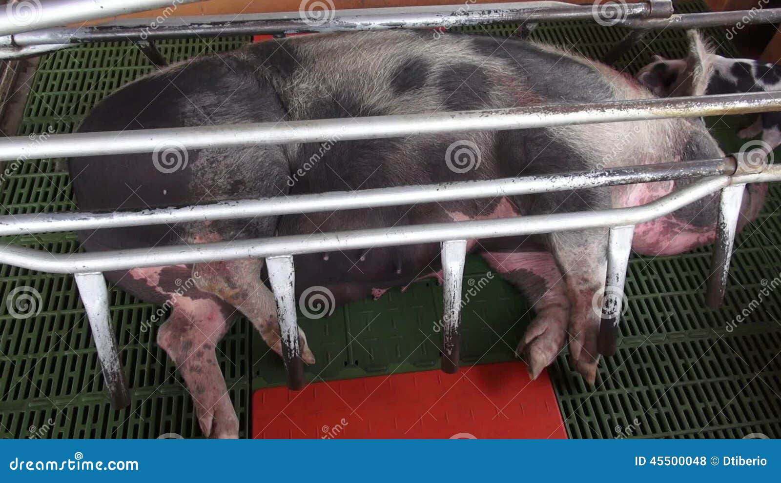 Caged Pigs, Animal Abuse stock footage. Video of obesity - 45500048 Caged Pigs, Animal Abuse stock footage. Video of obesity - 45500048