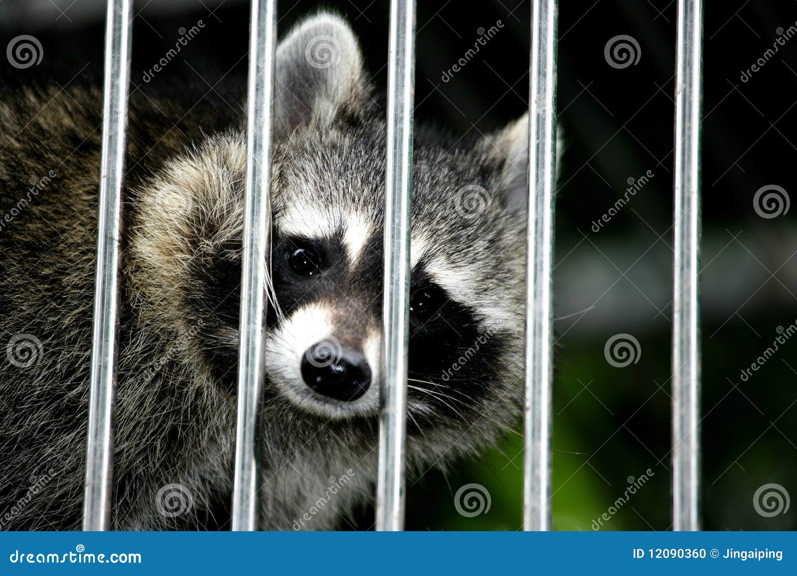 Caged raccoon stock photo. Image of animal, education 12090360