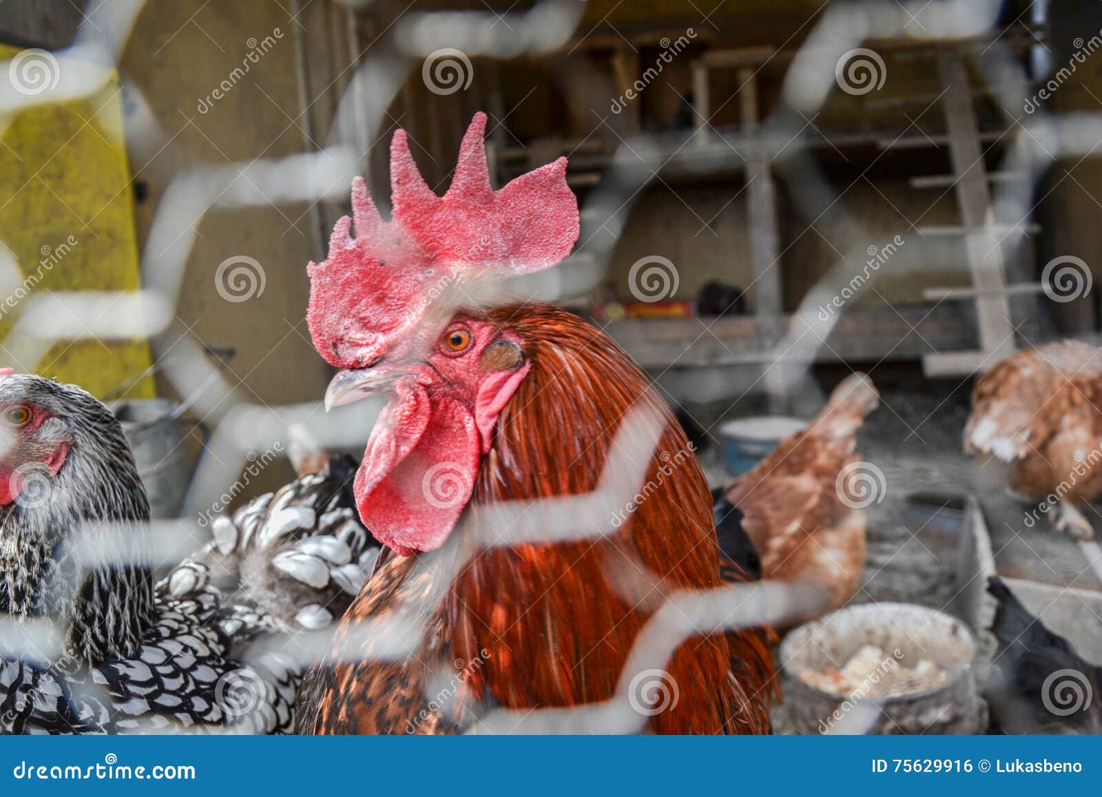 Caged Rooster And Hens In Chicken Coop. Close Up Of Red ...