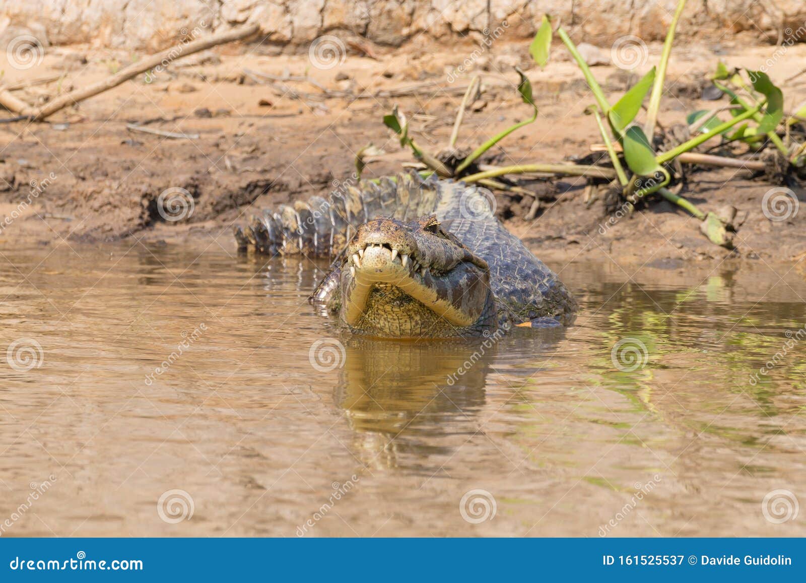 caiman floating on pantanal, brazil