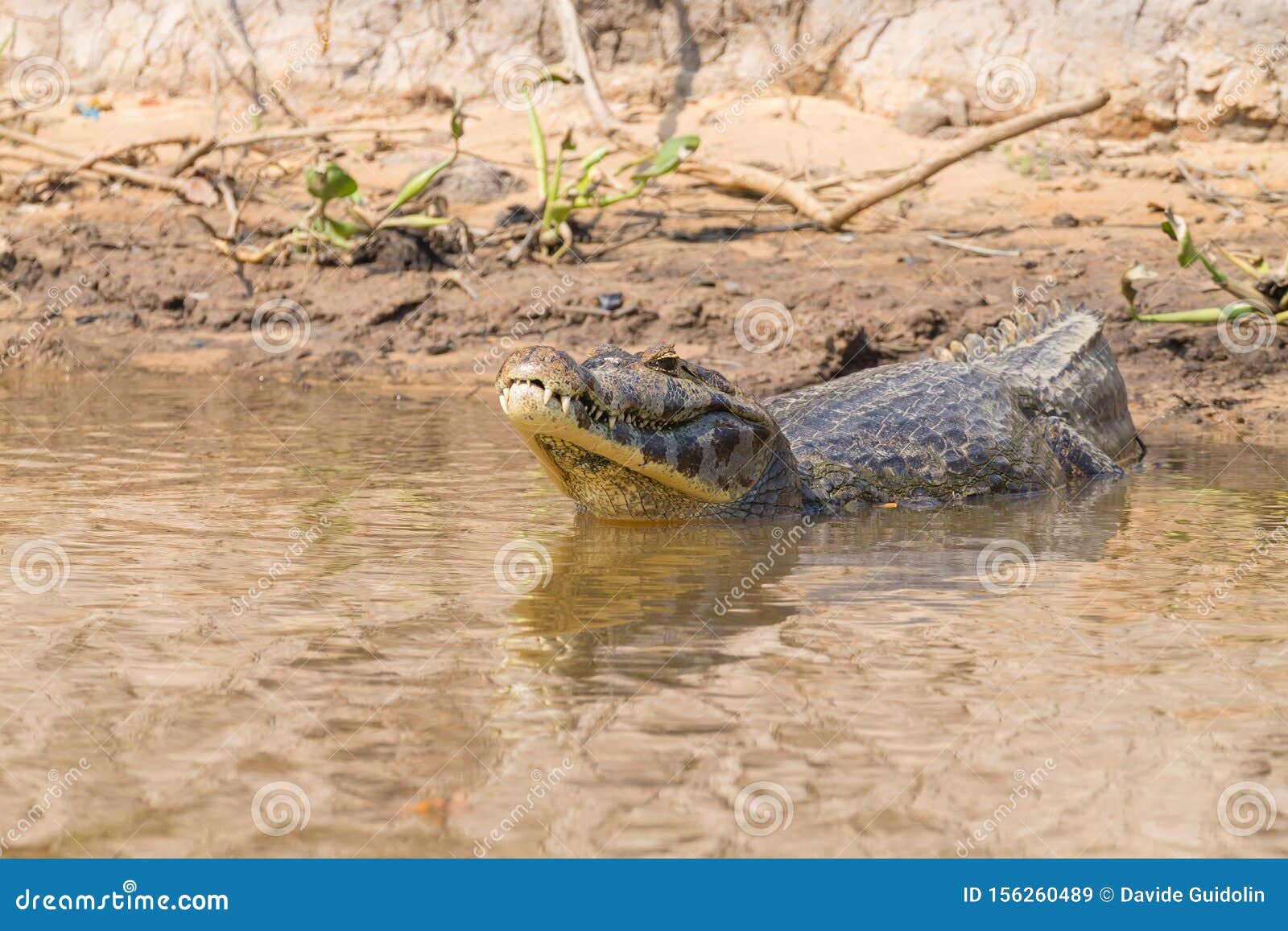 caiman floating on pantanal, brazil