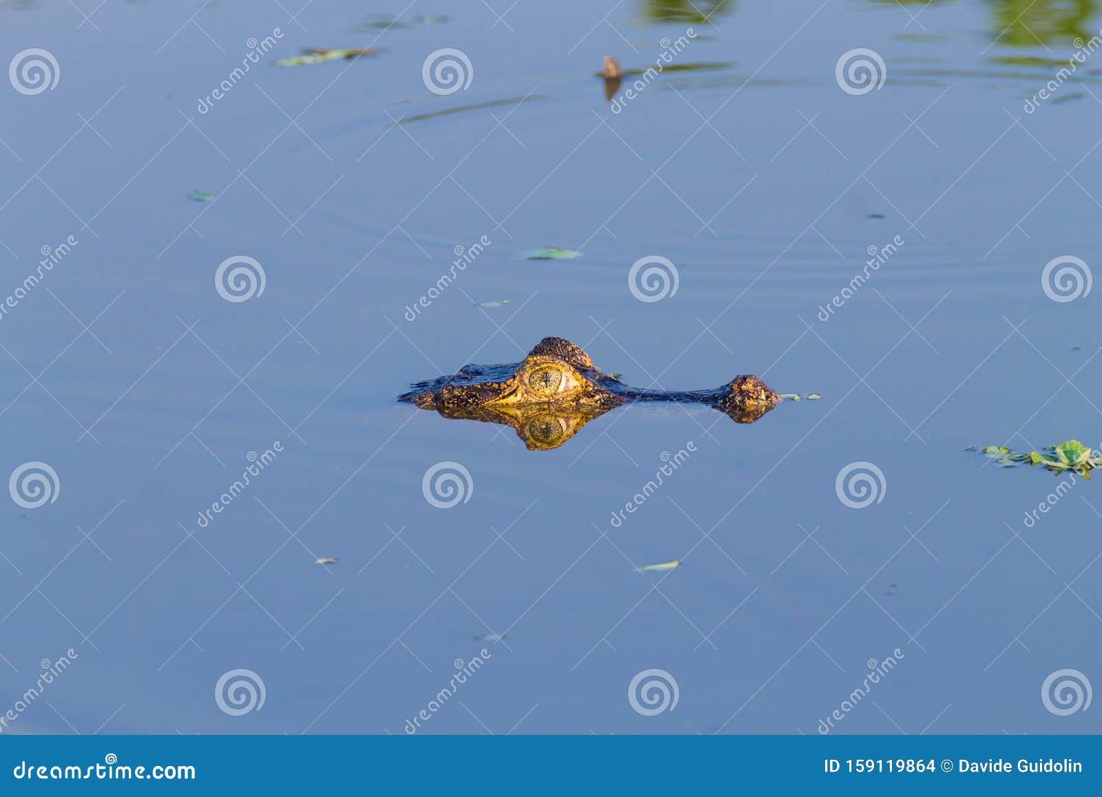 caiman floating on pantanal, brazil