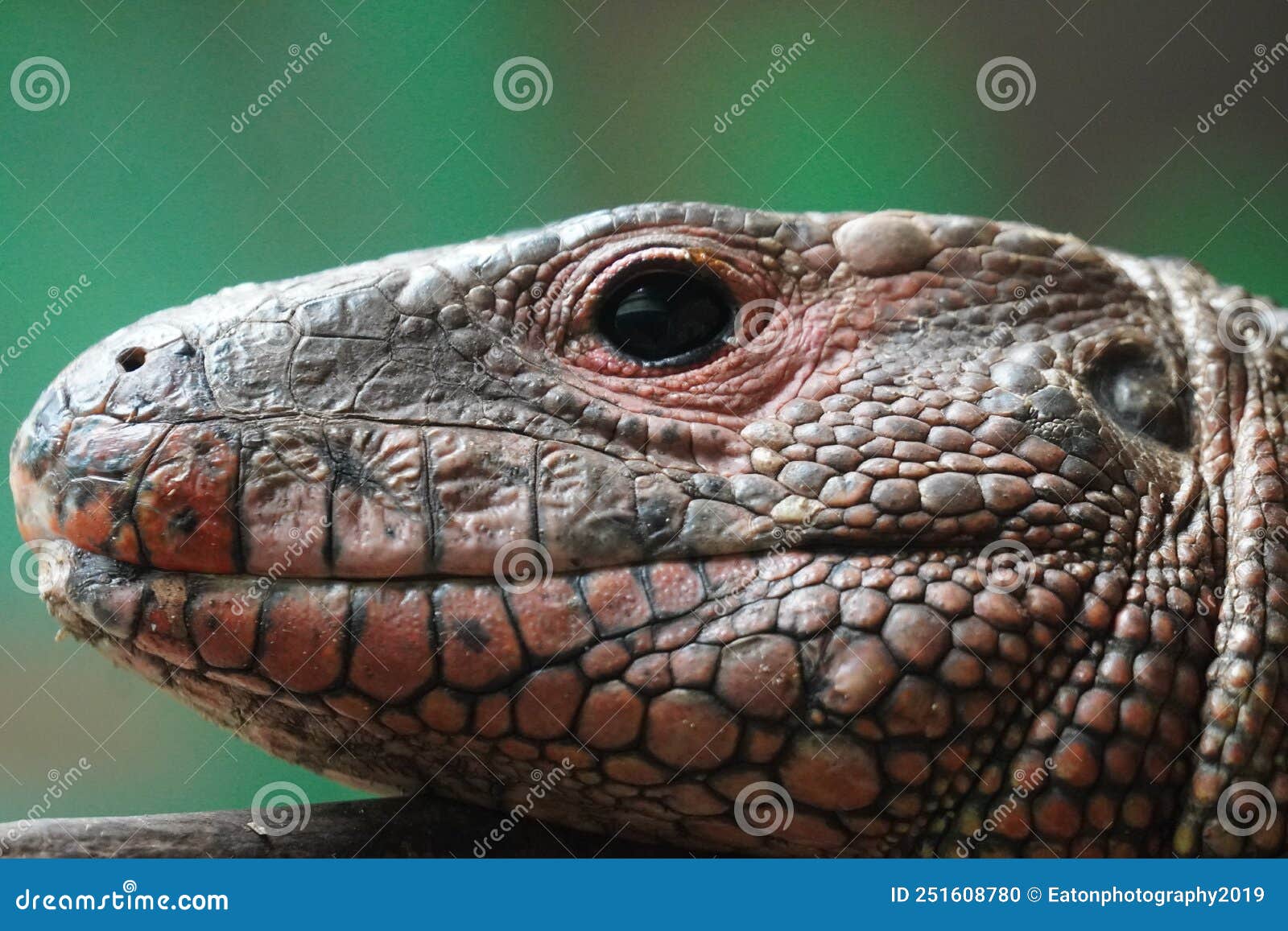 caiman lizard looking out at the world