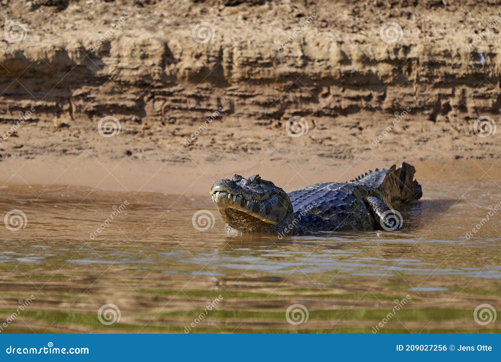 caiman lying in the swamp of the pantanal wetlands along the transpantaneira