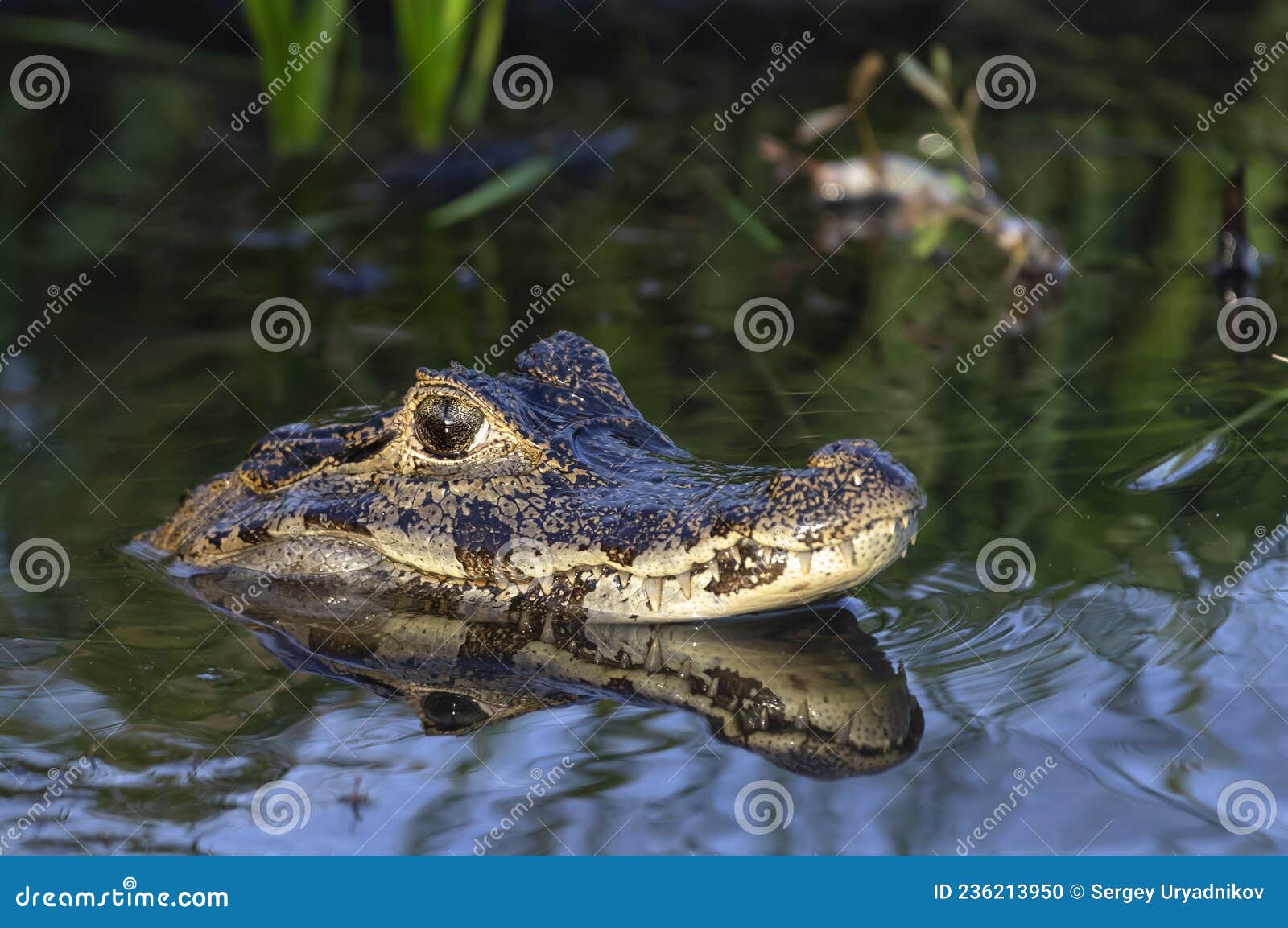 caiman in the water.the yacare caiman caiman yacare, also known commonly as the jacare caiman. side view. natrural habitat.