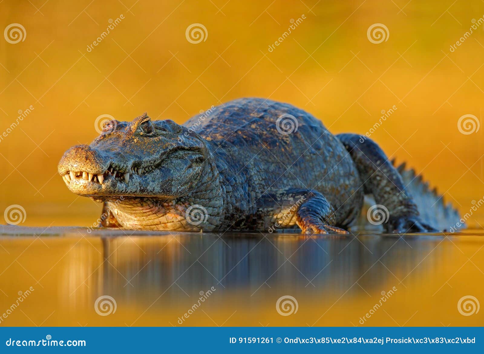 Caiman, Yacare Caiman, Crocodile in the River Surface, Evening Yellow Sun,  Pantanal, Brazil. Wildlife Scene with Crocodile in Sout Stock Image - Image  of action, nature: 91591261