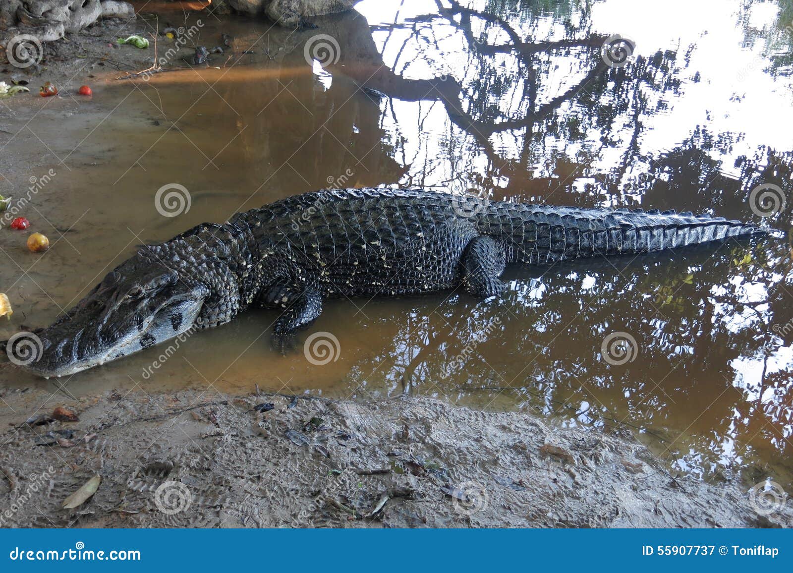 caimão-preto-no-parque-nacional-de-madidi-bolívia-55907737.jpg