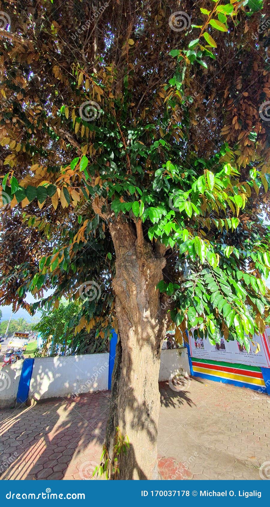 5 púrpura de la estrella de Apple Semillas de plantas raras de árboles tropicales Chrysophyllum cainito 