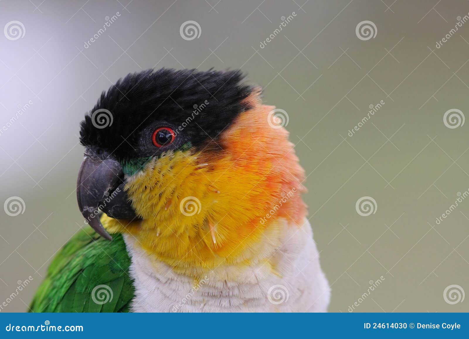 216 Caiques Stock Photos - Free & Royalty-Free Stock Photos from Dreamstime