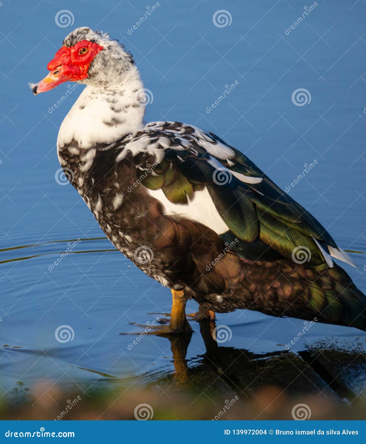 cairina moschata - muscovy duck `pato criolo`.