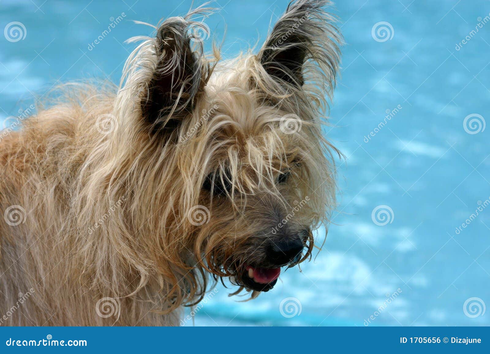 long haired cairn terrier