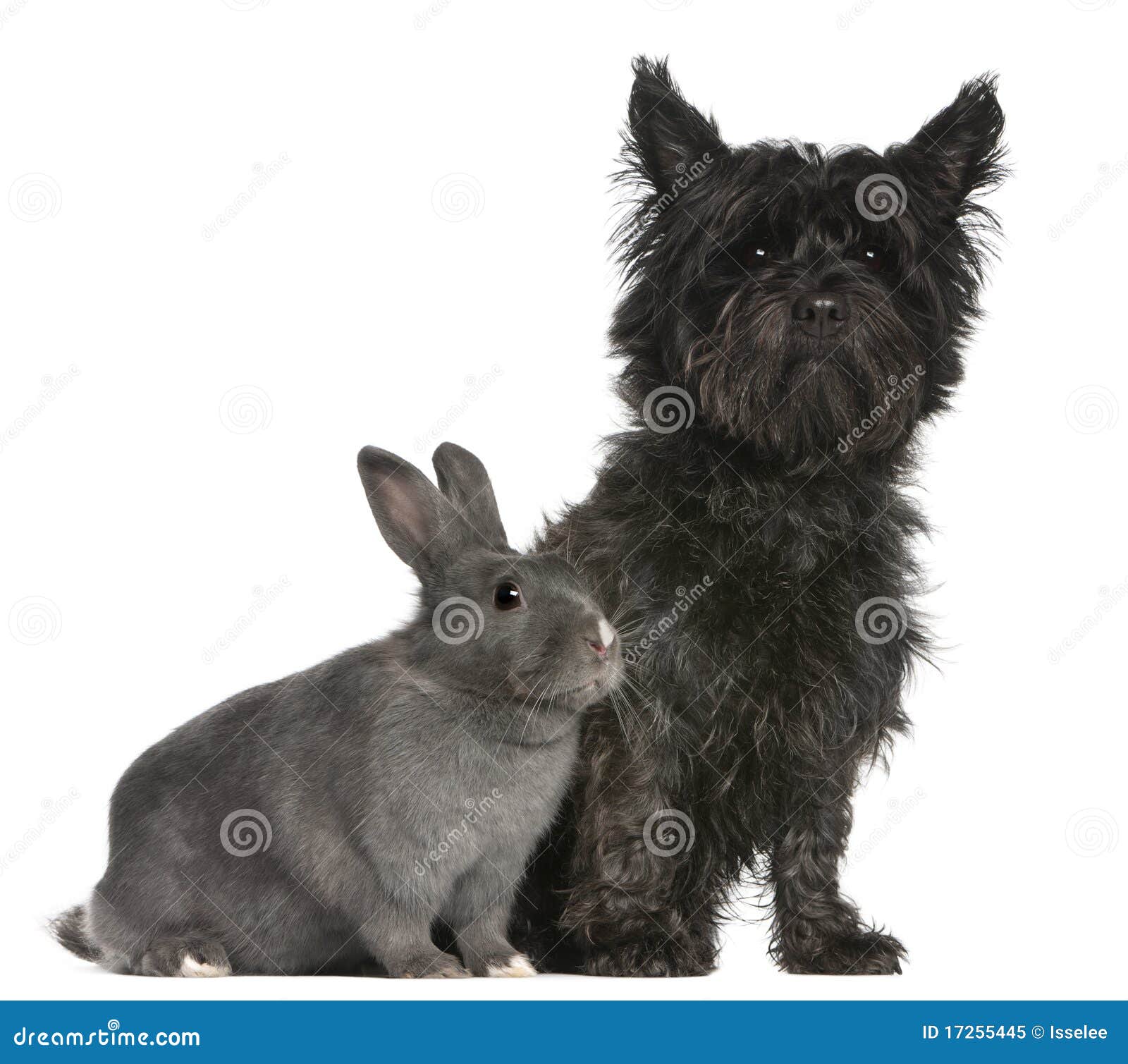 cairn terrier, 4 years old, and a rabbit