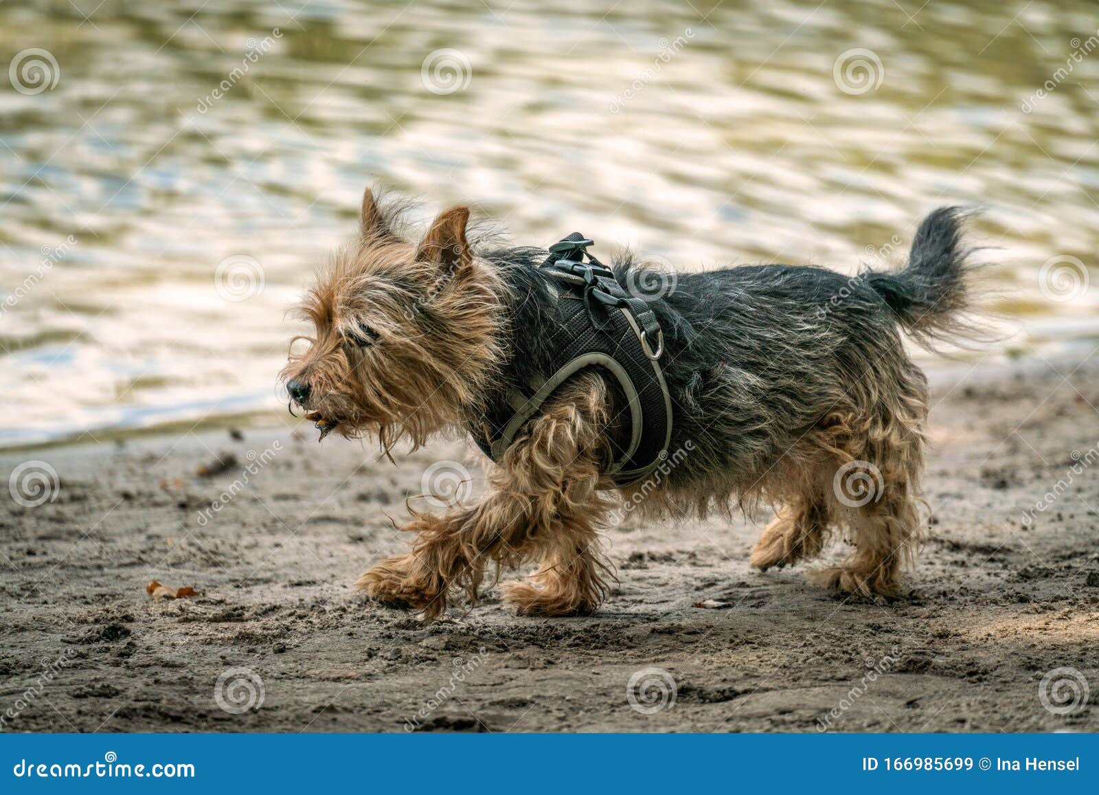 cairn terrier cross