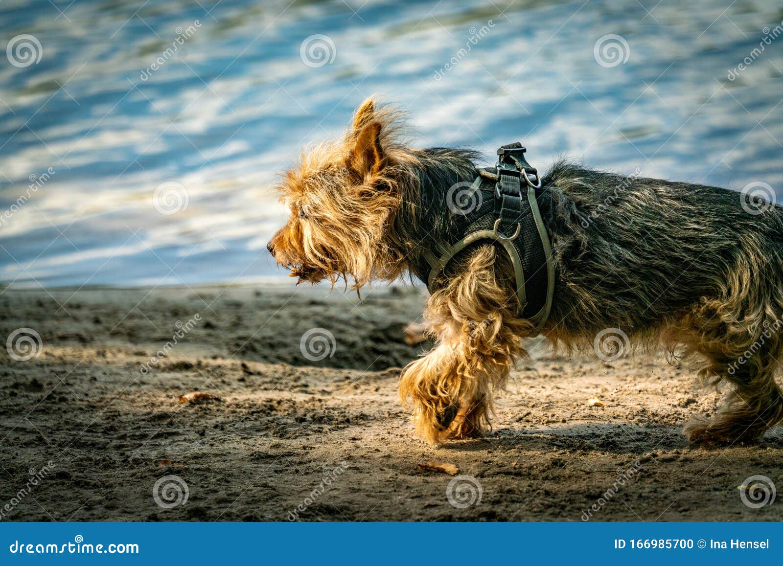 cairn terrier cross