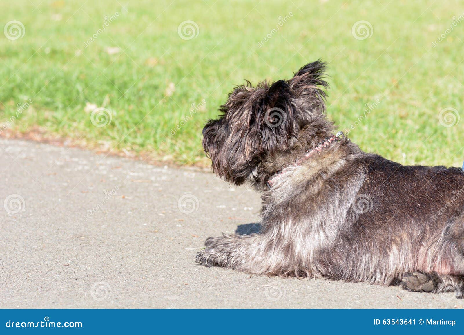 Cairn Terrier Lying Down in Park Stock Image - Image of cairn, park ...